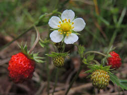 Image of strawberry