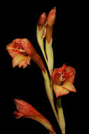 صورة Gladiolus dalenii Van Geel