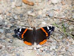 Image of Red Admiral