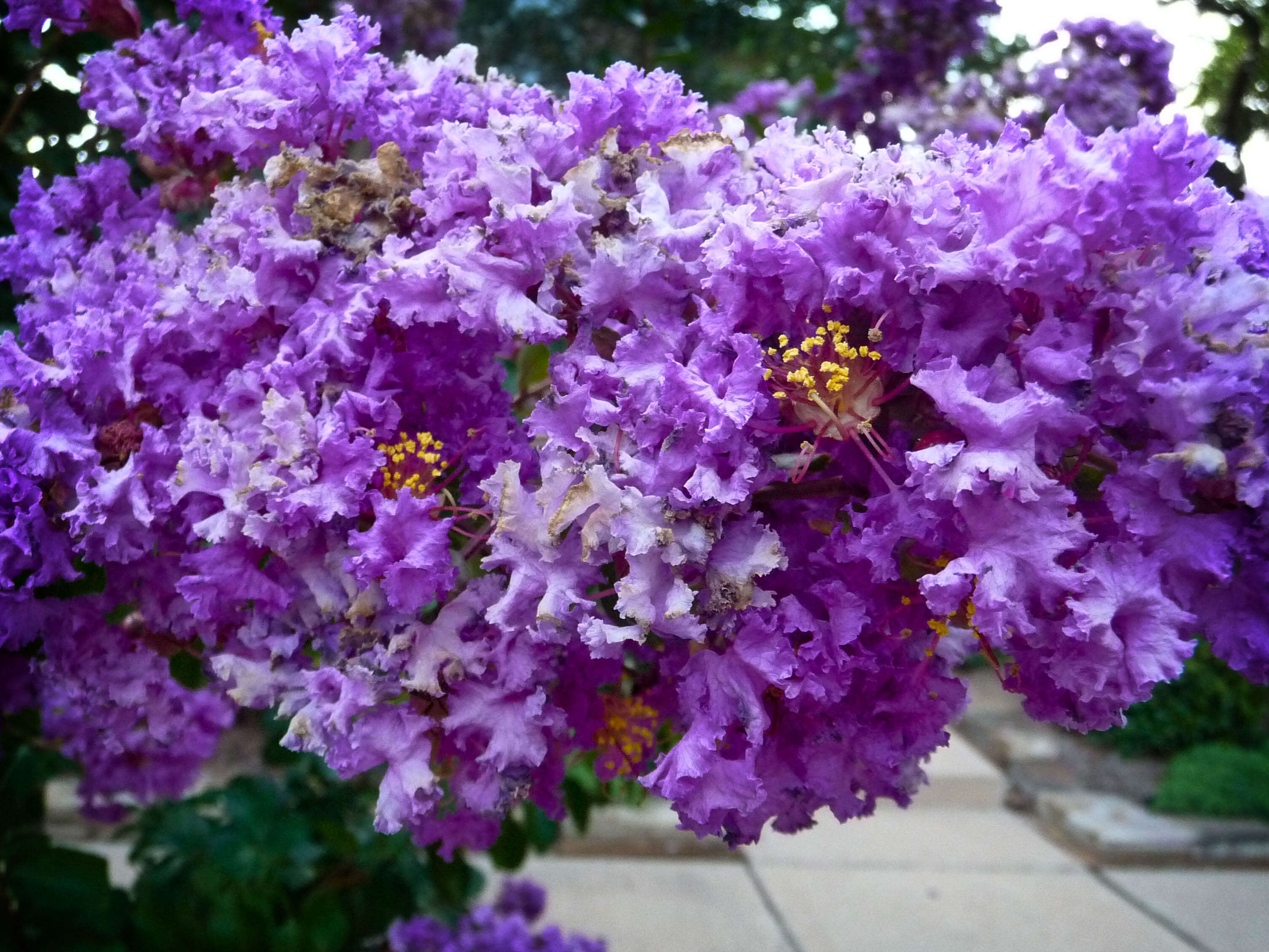 Image of lagerstroemia