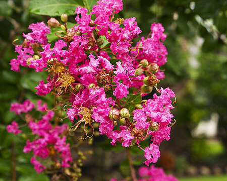 Image of lagerstroemia