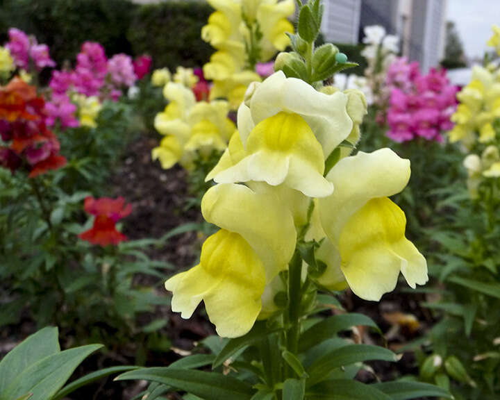 Image of Snap Dragons