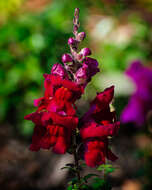 Image of garden snapdragon