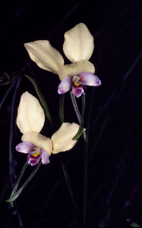 Image of Beautiful donkey orchid