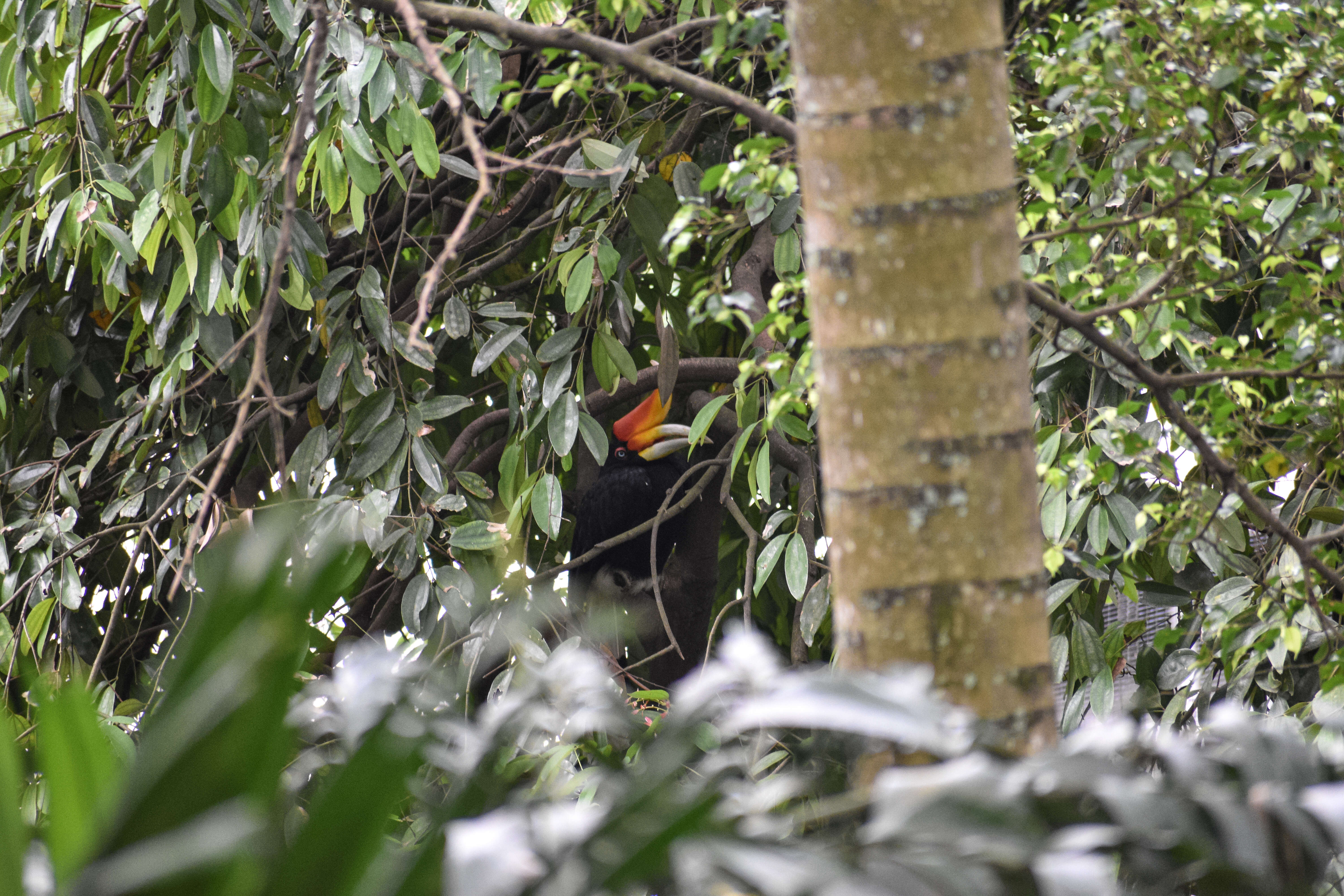 Image of Rhinoceros Hornbill