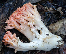 Image of Ramaria botrytoides (Peck) Corner 1950