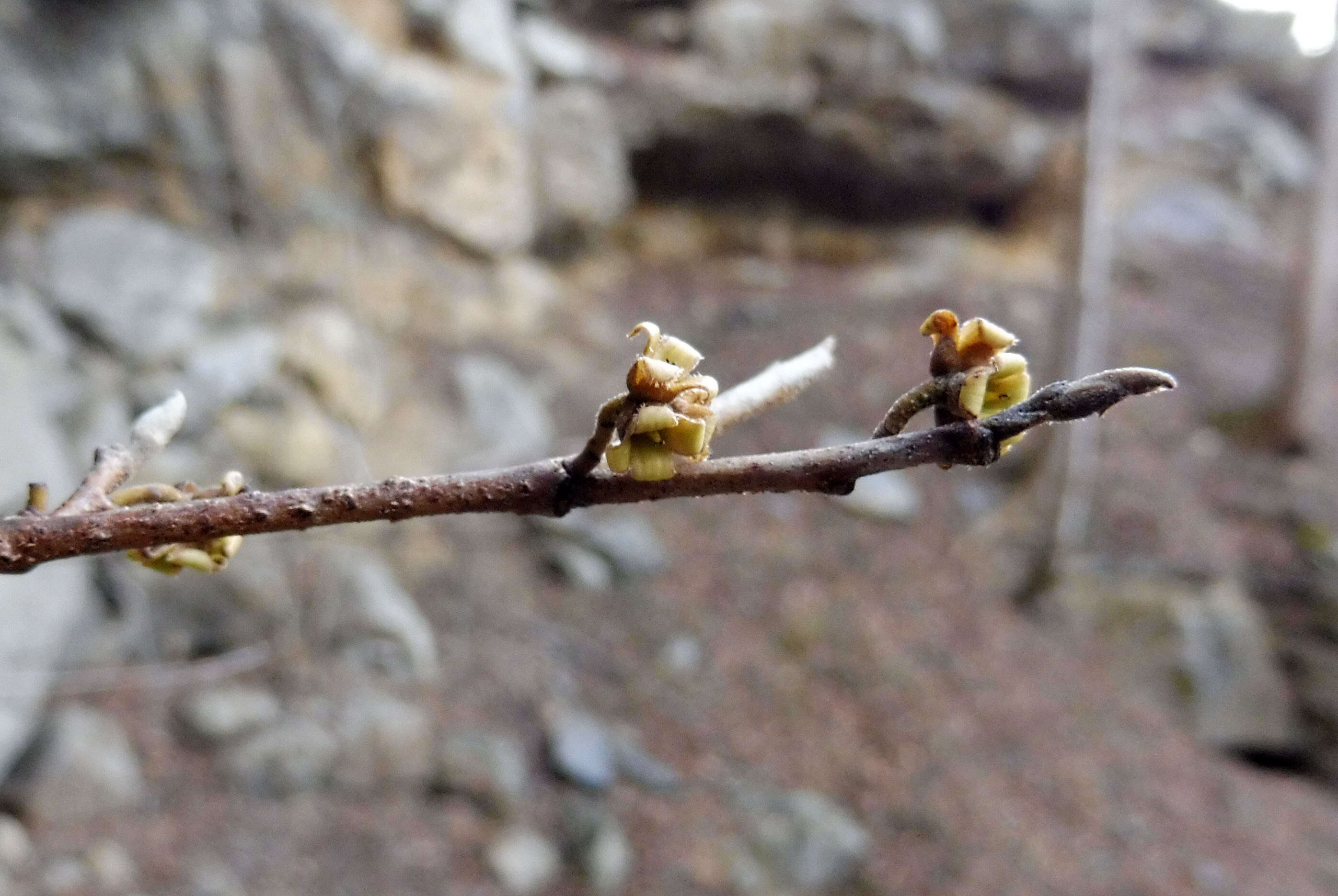 Imagem de Hamamelis virginiana L.