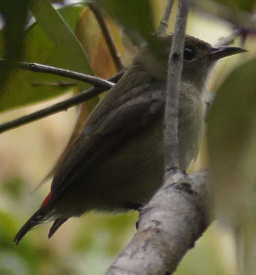 Image of Scarlet-backed Flowerpecker