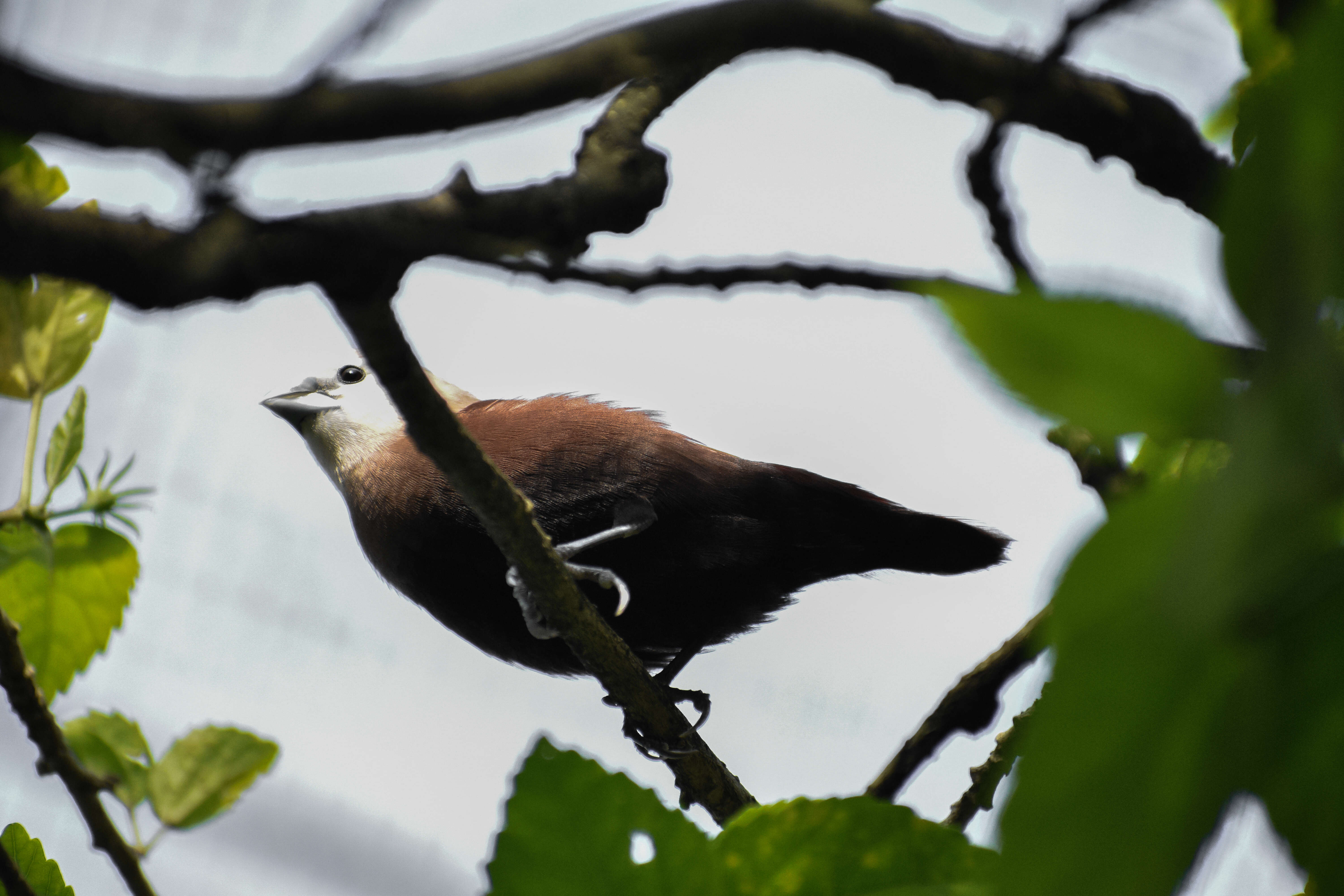 Image of White-headed Munia