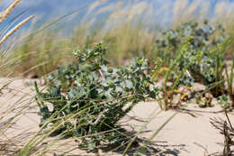 Eryngium maritimum L. resmi