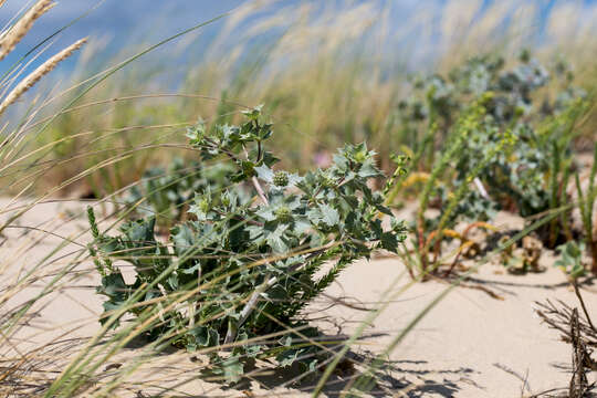 Image de Panicaut de mer