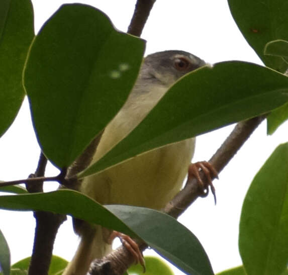 Prinia flaviventris (Delessert 1840) resmi