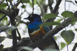 Image of Superb Starling