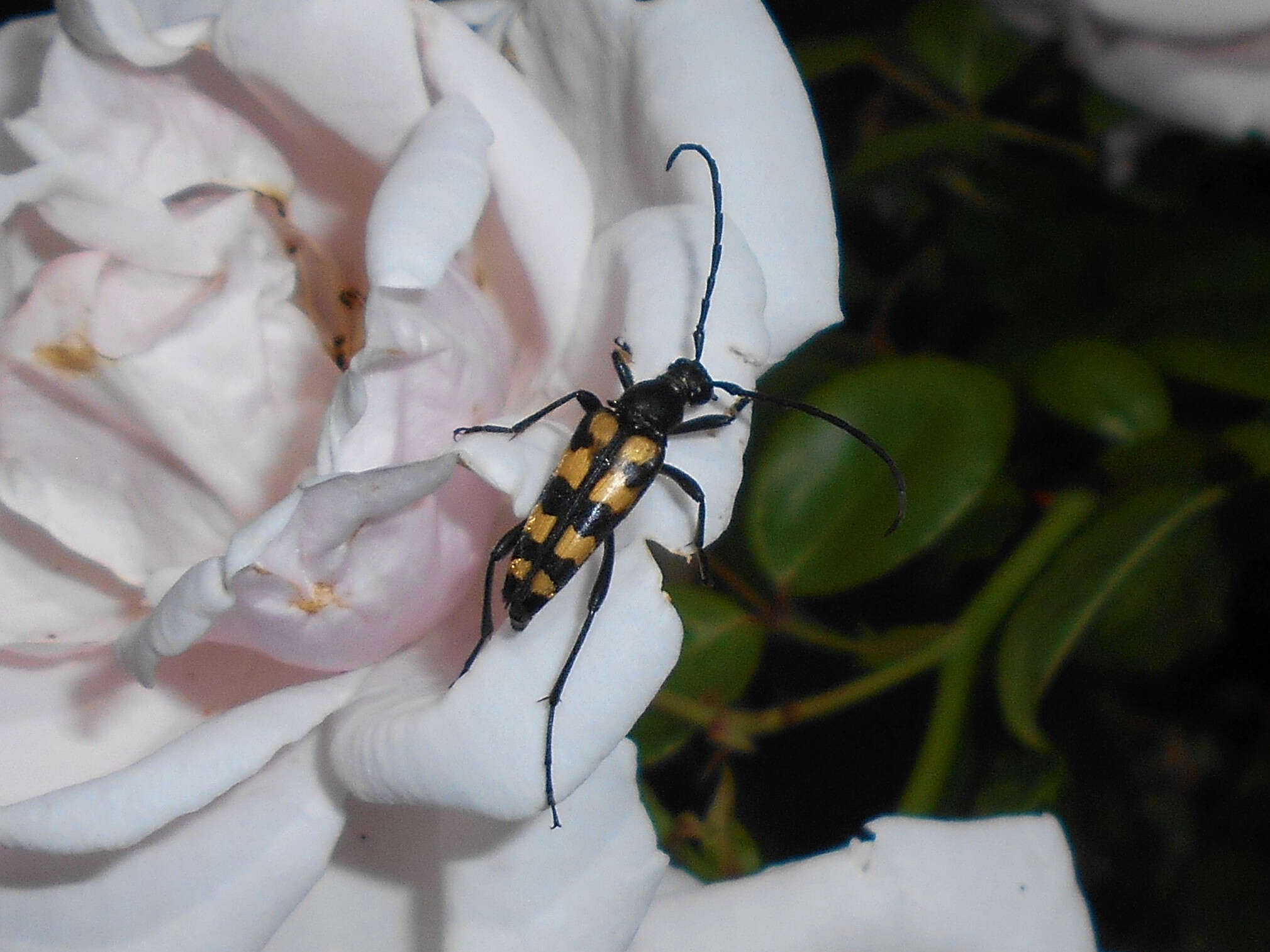 Image of Leptura quadrifasciata Linné 1758