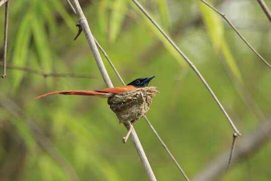 Image of Asian Paradise-Flycatcher