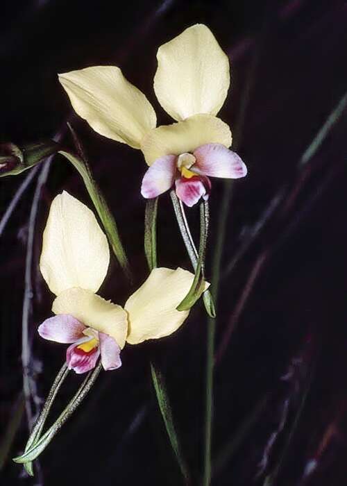 Image of Beautiful donkey orchid