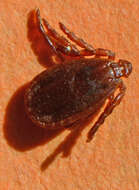 Image of hard ticks