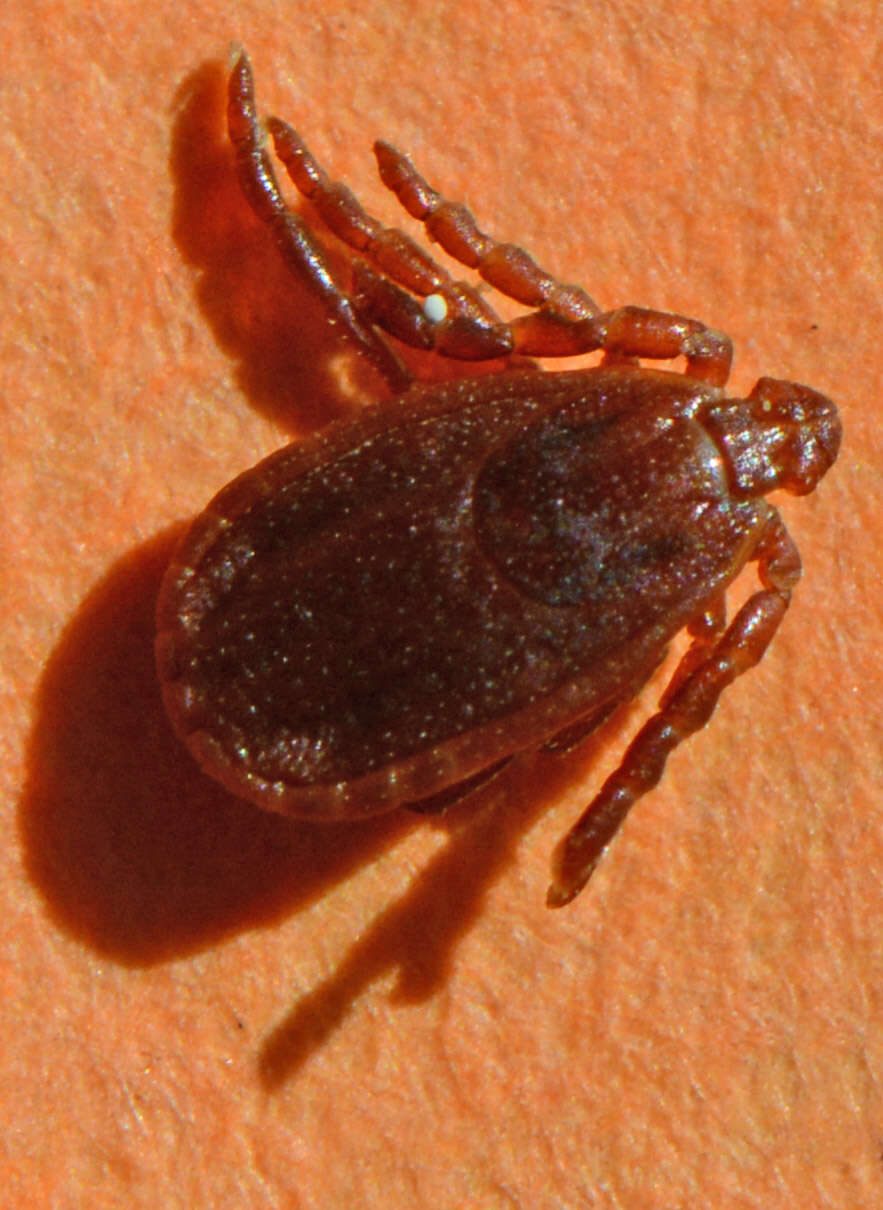 Image of hard ticks