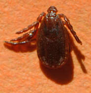 Image of hard ticks