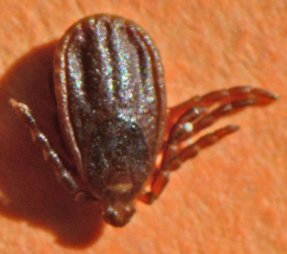 Image of hard ticks