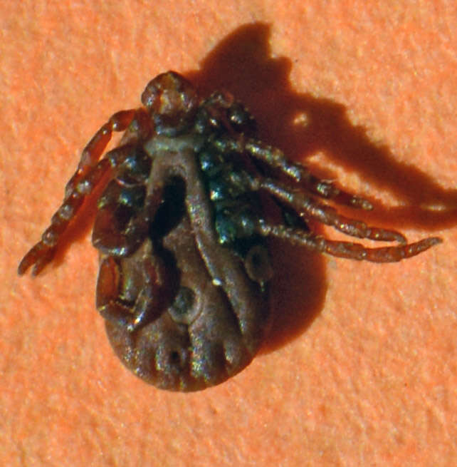 Image of hard ticks