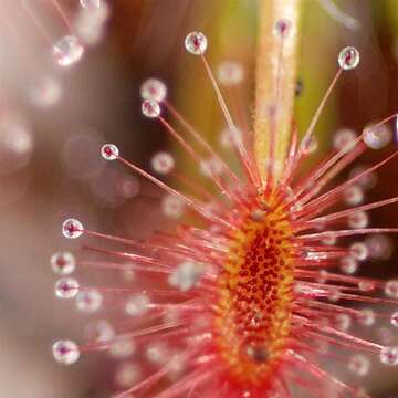 Imagem de Drosera barbigera Planch.