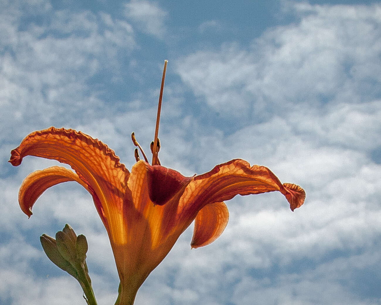 Image of orange daylily