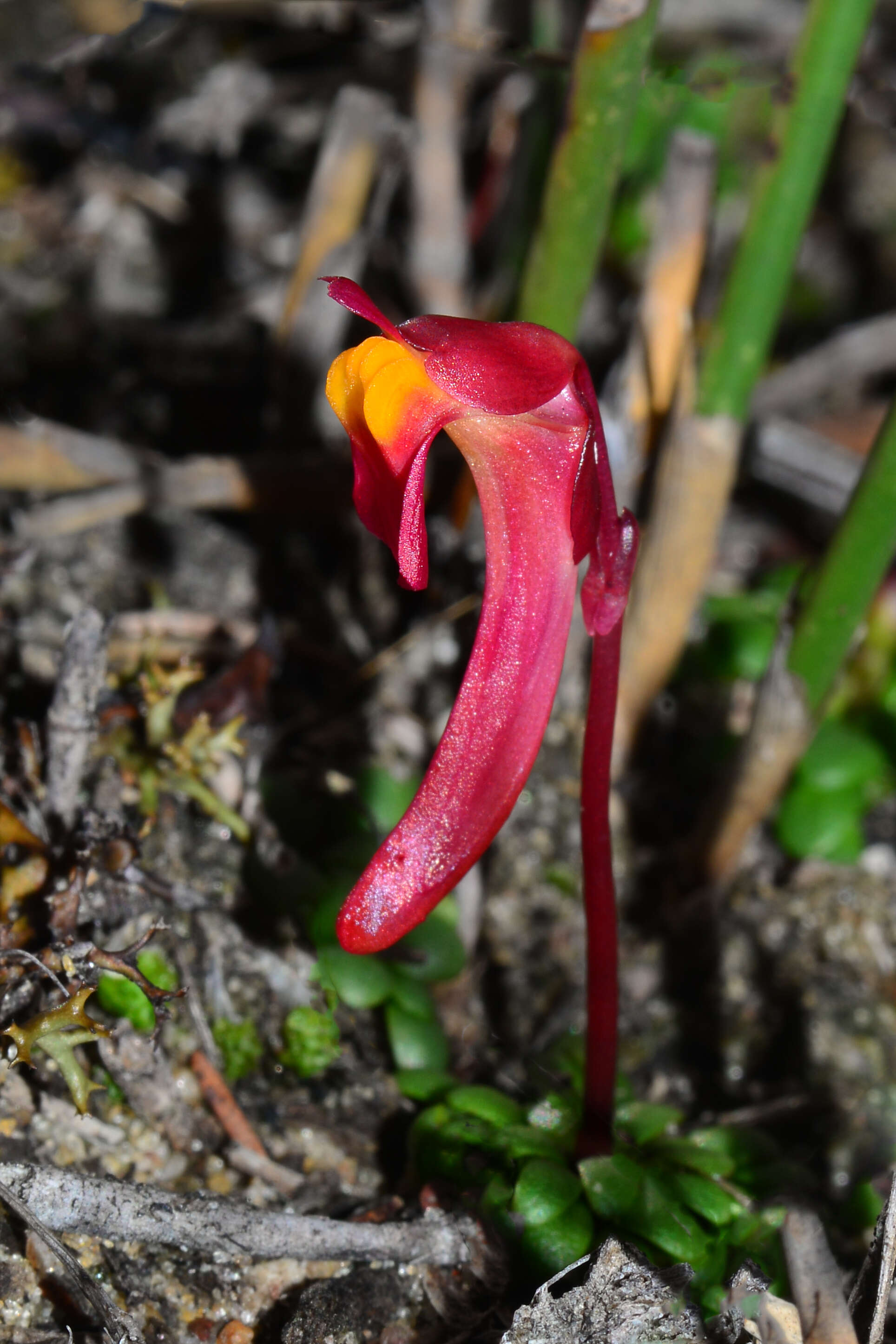 Image of Utricularia menziesii R. Br.