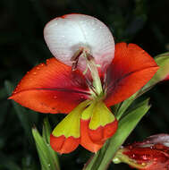 Image of Gladiolus equitans Thunb.