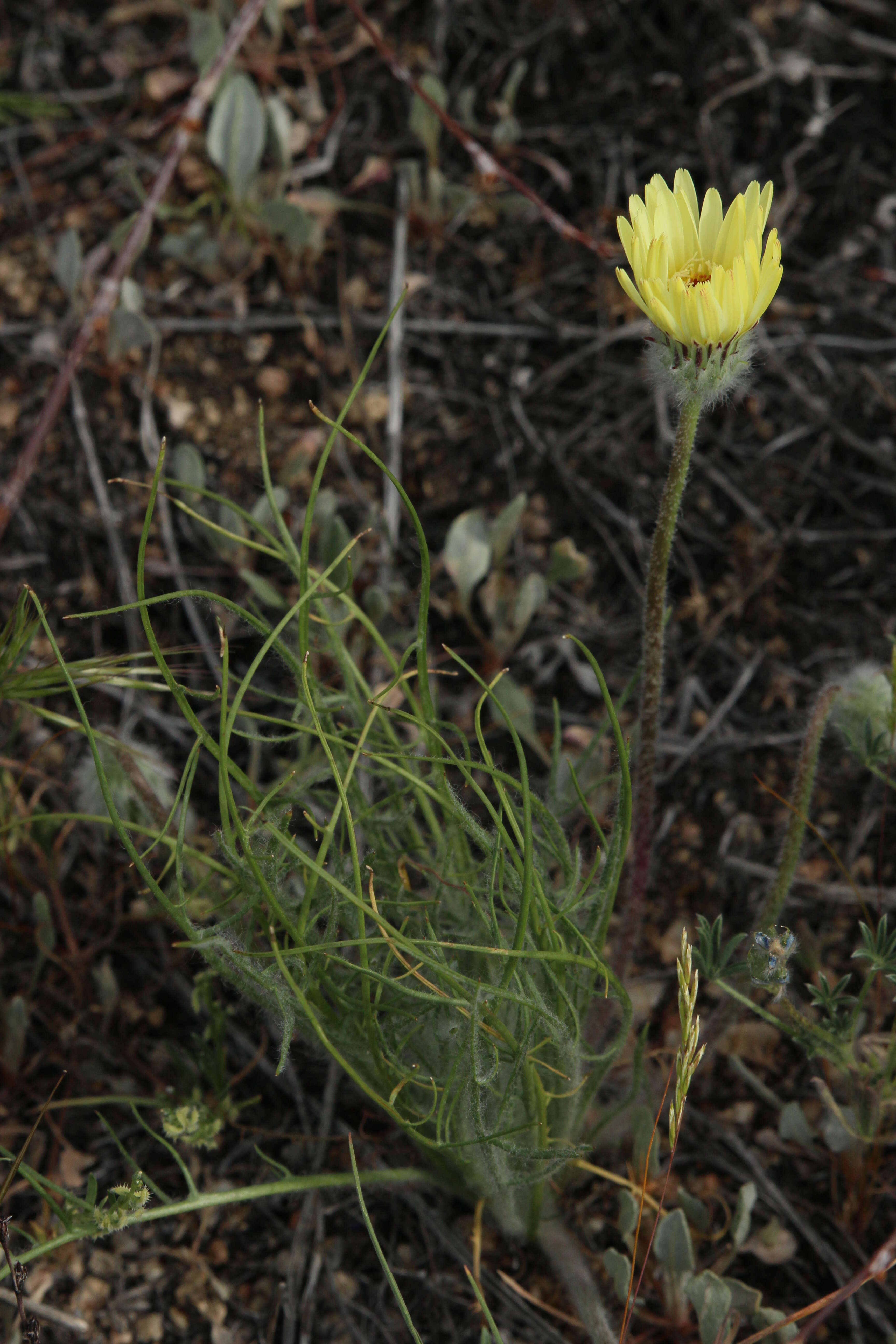 Image of California desertdandelion