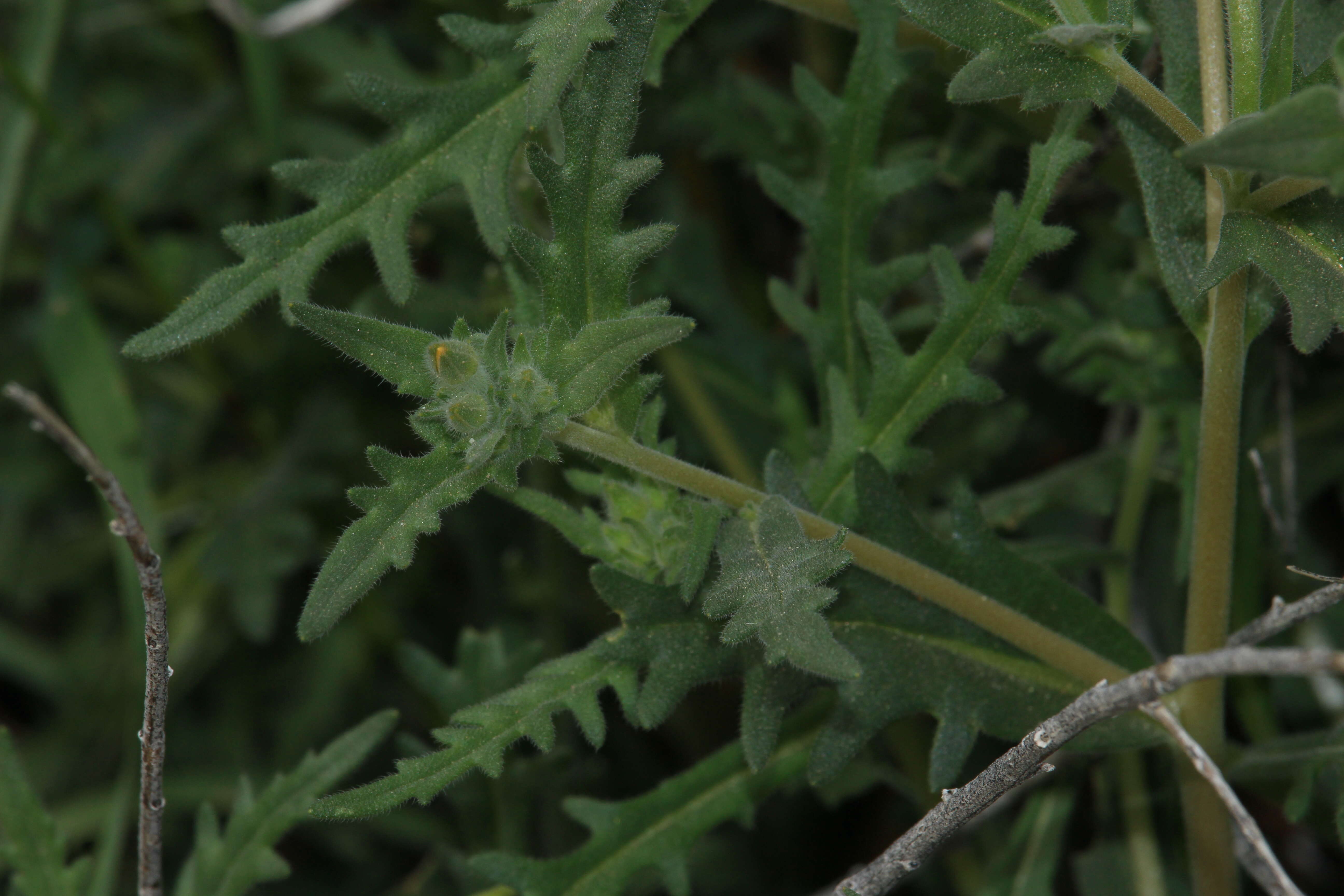 Image of Veatch's blazingstar