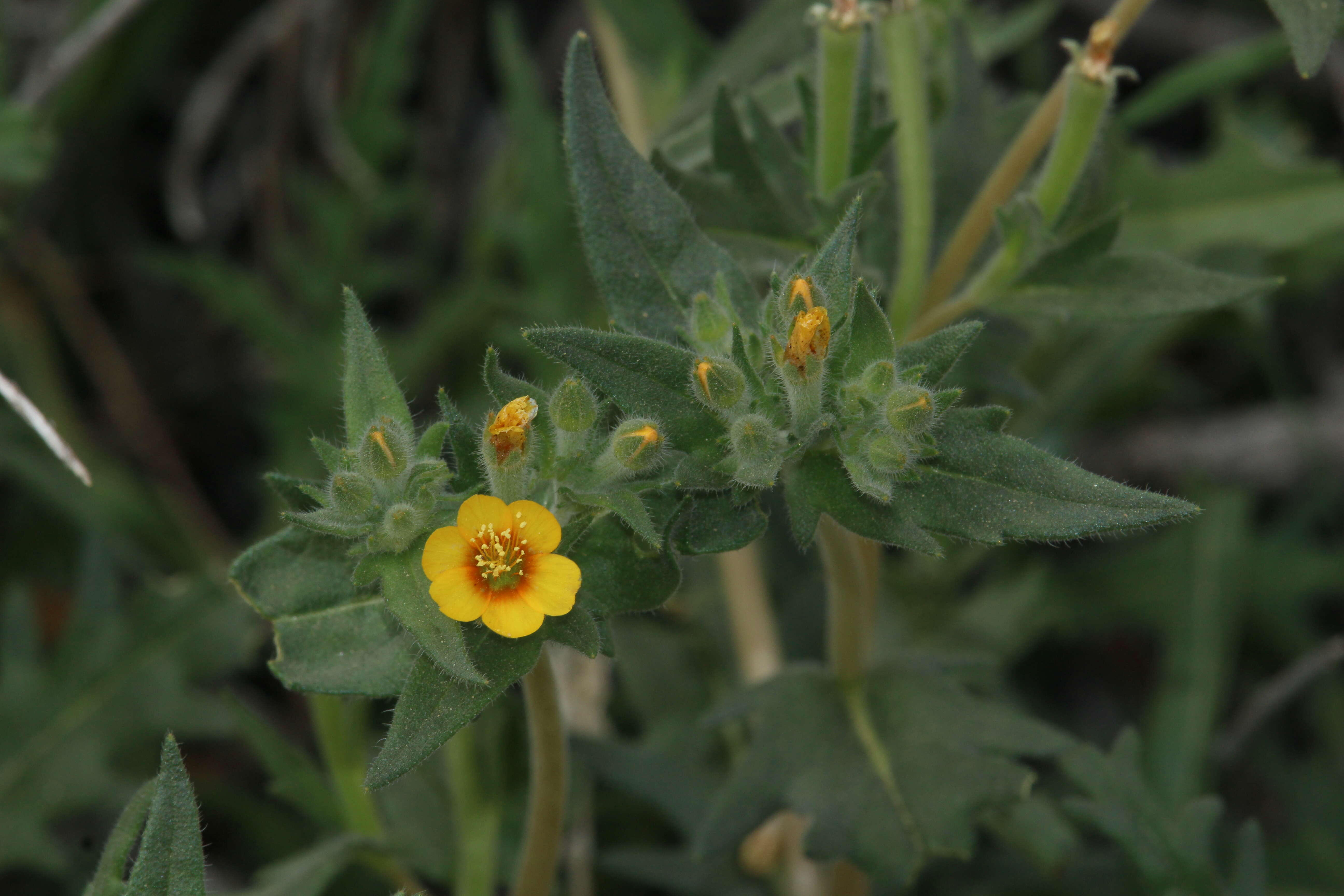 Image of Veatch's blazingstar