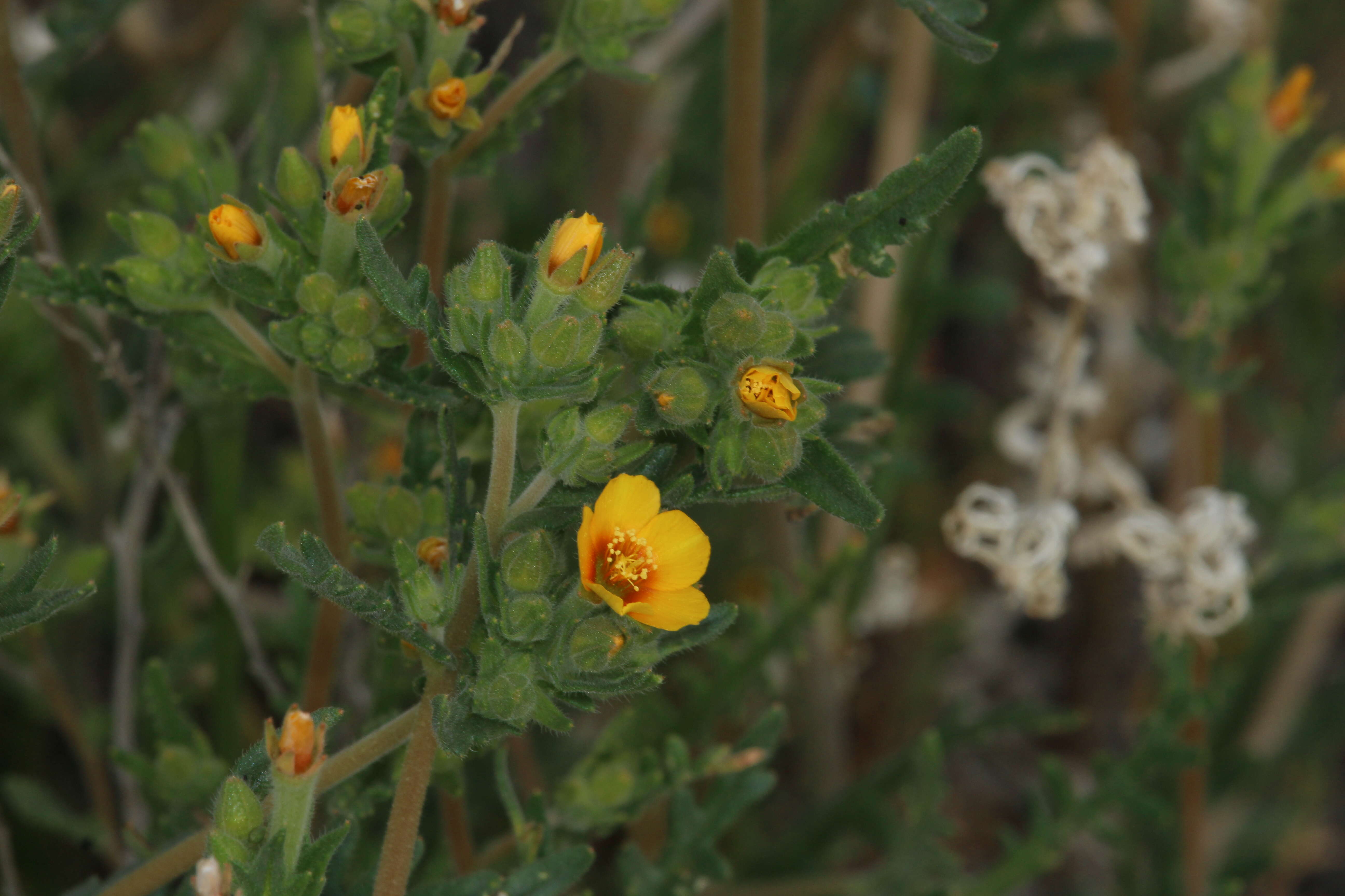 Image of Veatch's blazingstar