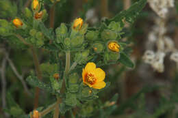 Image of Veatch's blazingstar