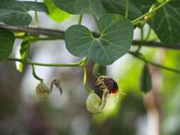 Image of Aristolochia fimbriata Cham.