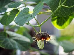 Image of Aristolochia fimbriata Cham.