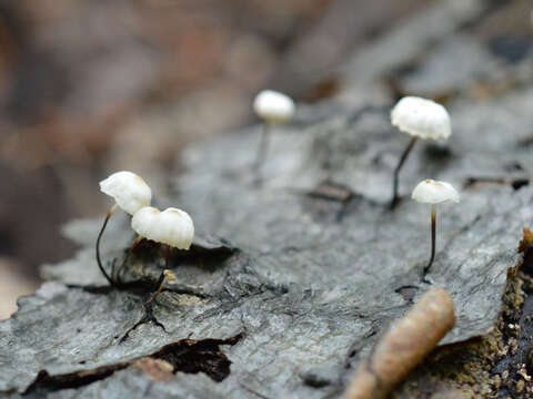 Image of Marasmius rotula (Scop.) Fr. 1838