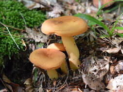 Image of Tawny Milkcap