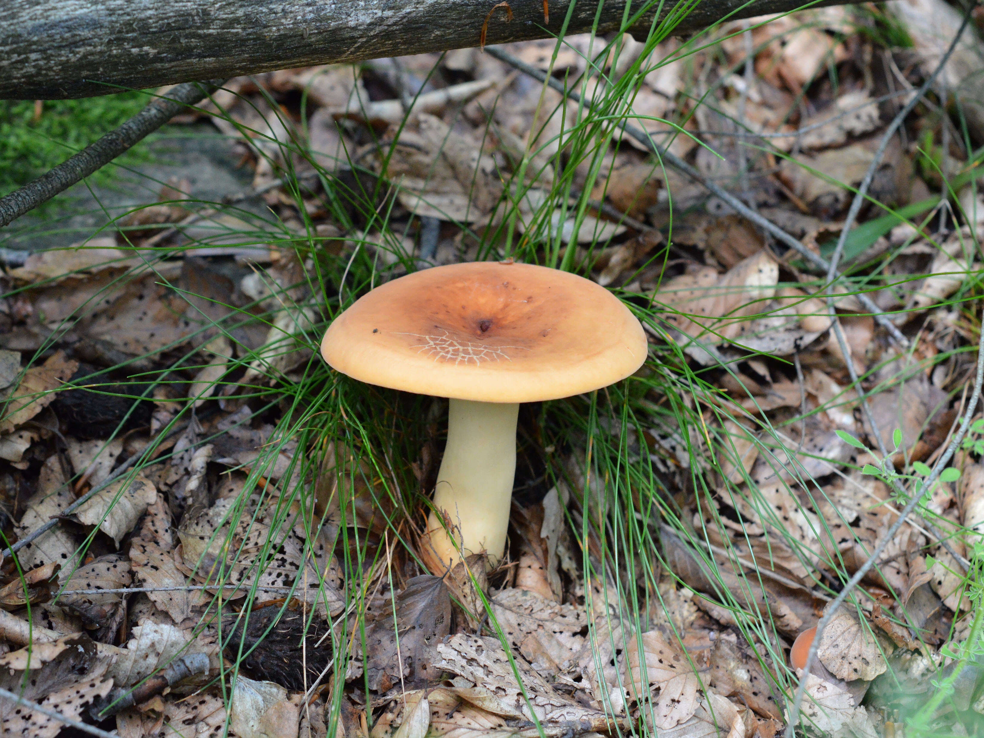 Image of Tawny Milkcap