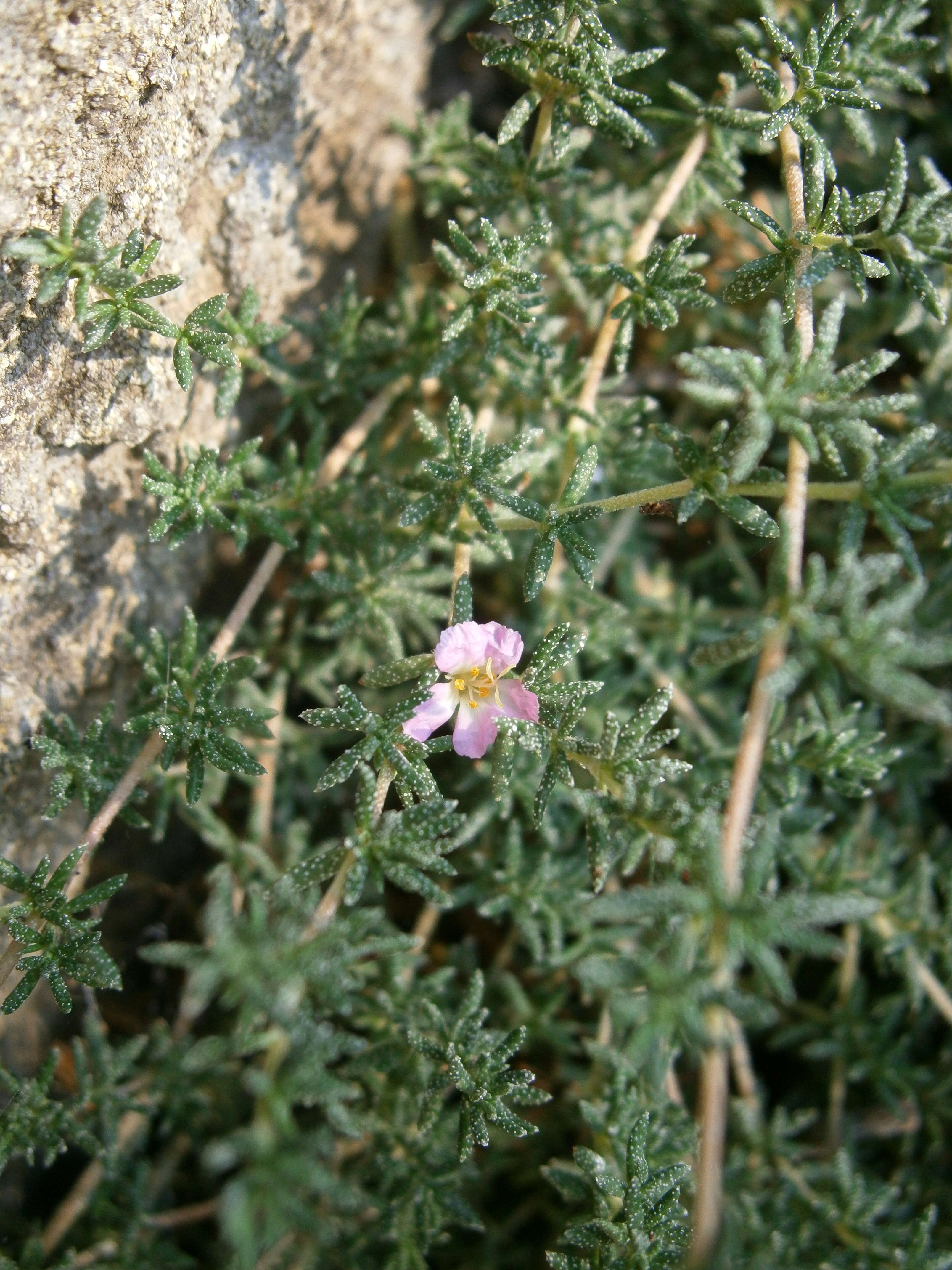 Image of Frankenia laevis L.