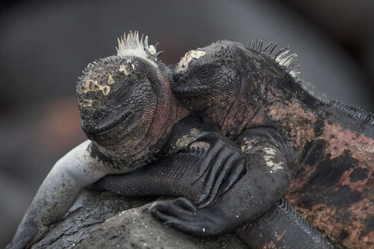 Image of marine iguana