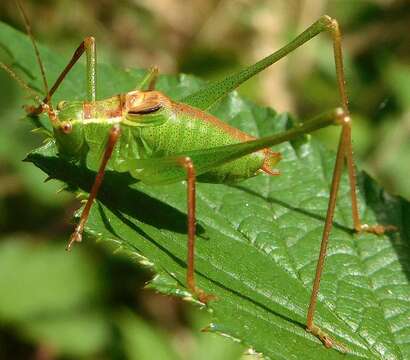 Image of speckled bush-cricket