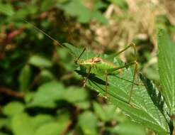 Image of speckled bush-cricket