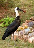 Image of African Woolly-necked Stork