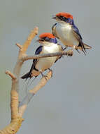 Hirundo smithii Leach 1818 resmi