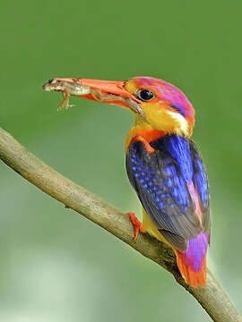 Image of Black-backed Kingfisher