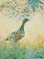 Image of Painted Francolin