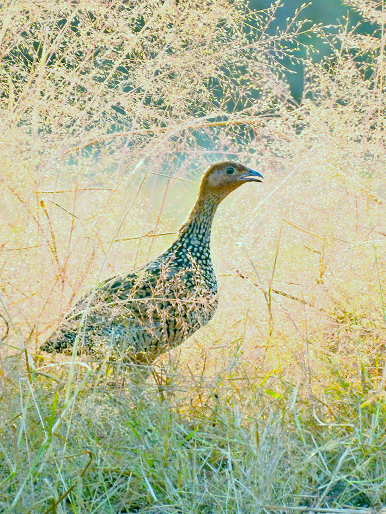 Image of Painted Francolin