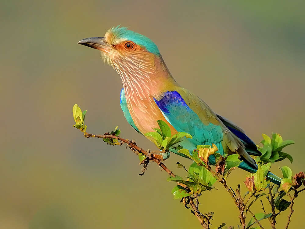 Image of Indian Roller