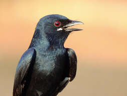 Image of Black Drongo